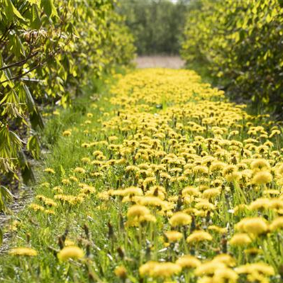Garten Grewe Ihr Gartencenter in Rotenburg