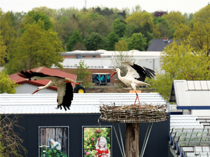 Störche Garten Grewe