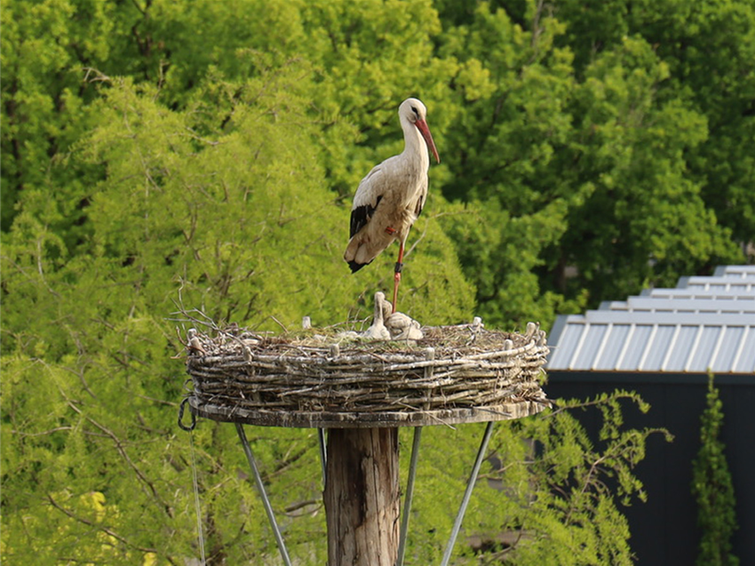 Störche Garten Grewe