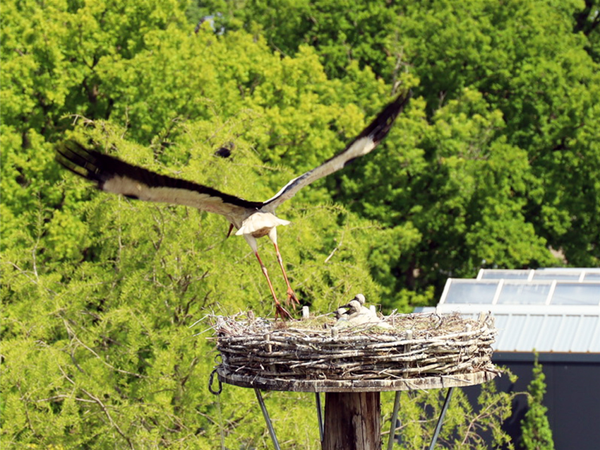 Störche Garten Grewe