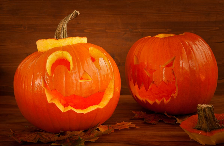 Kürbisernte Kürbisernte