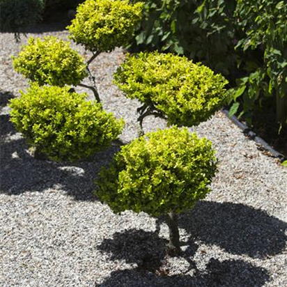Gartenarbeit: richtig Mulchen mit Kies