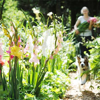 Schöne Blumen aus dem eigenen Garten