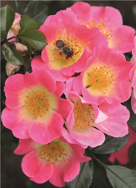 Nektargarten für Bienen und Schmetterlinge