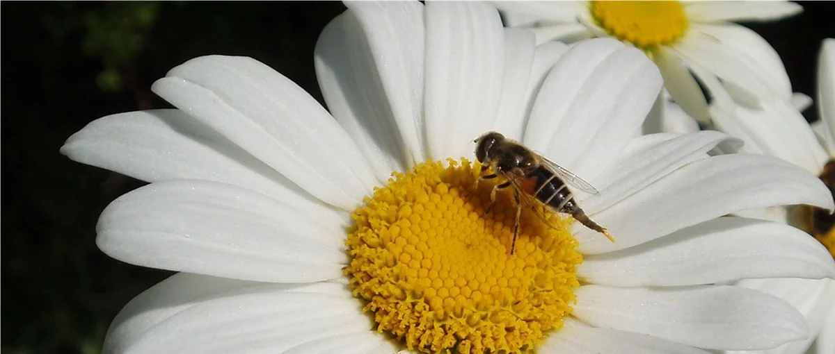 Gartentipps im Mai - Garten Grewe