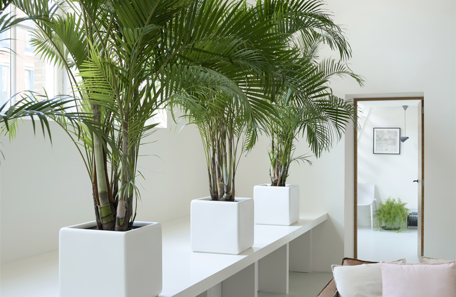 Pflanze Februar 2025: Palmen Pflanze Februar 2025: Palmen