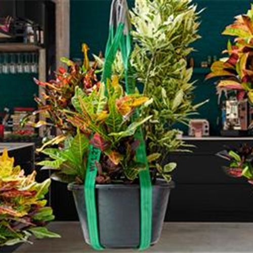 Pflanze des Monats Oktober 2026: Kroton