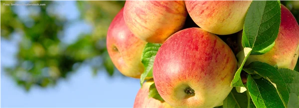 Obst verarbeiten