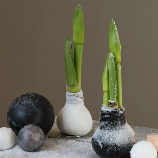 Winter-Wunder Wachsamaryllis