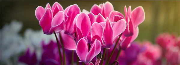 Gartentipps im Oktober