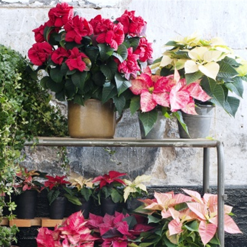 Pflanze des Monats November 2026: Poinsettie