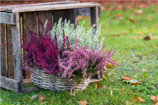 Gartenkalender September 2026