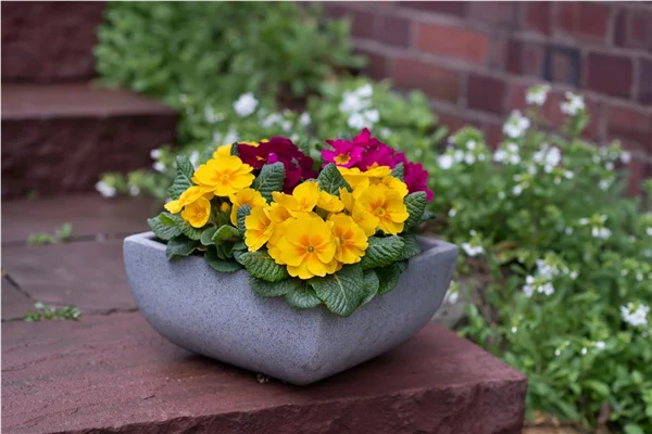 Gartentipps im Februar