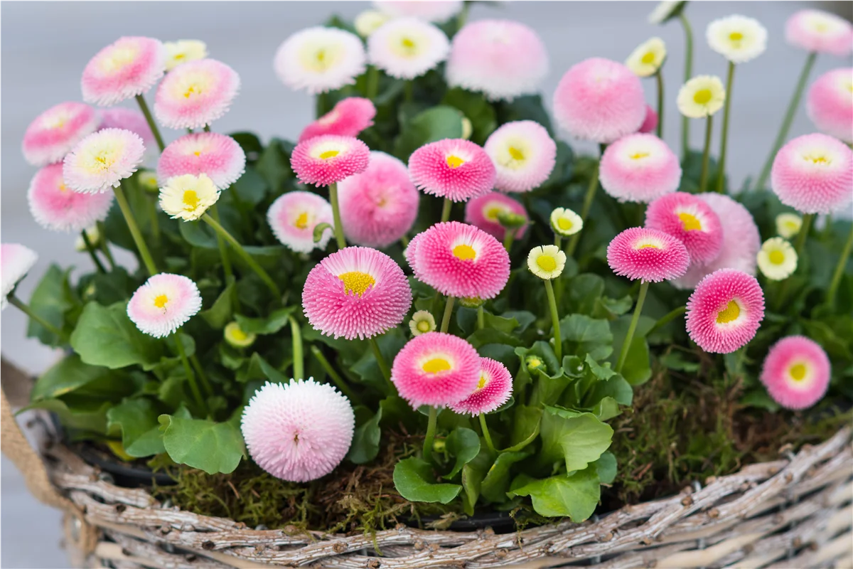 Gartenkalender März 2022 - Garten Grewe