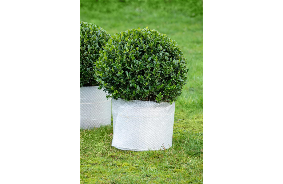 Winterschutz für Kübelpflanzen Winterschutz für Kübelpflanzen