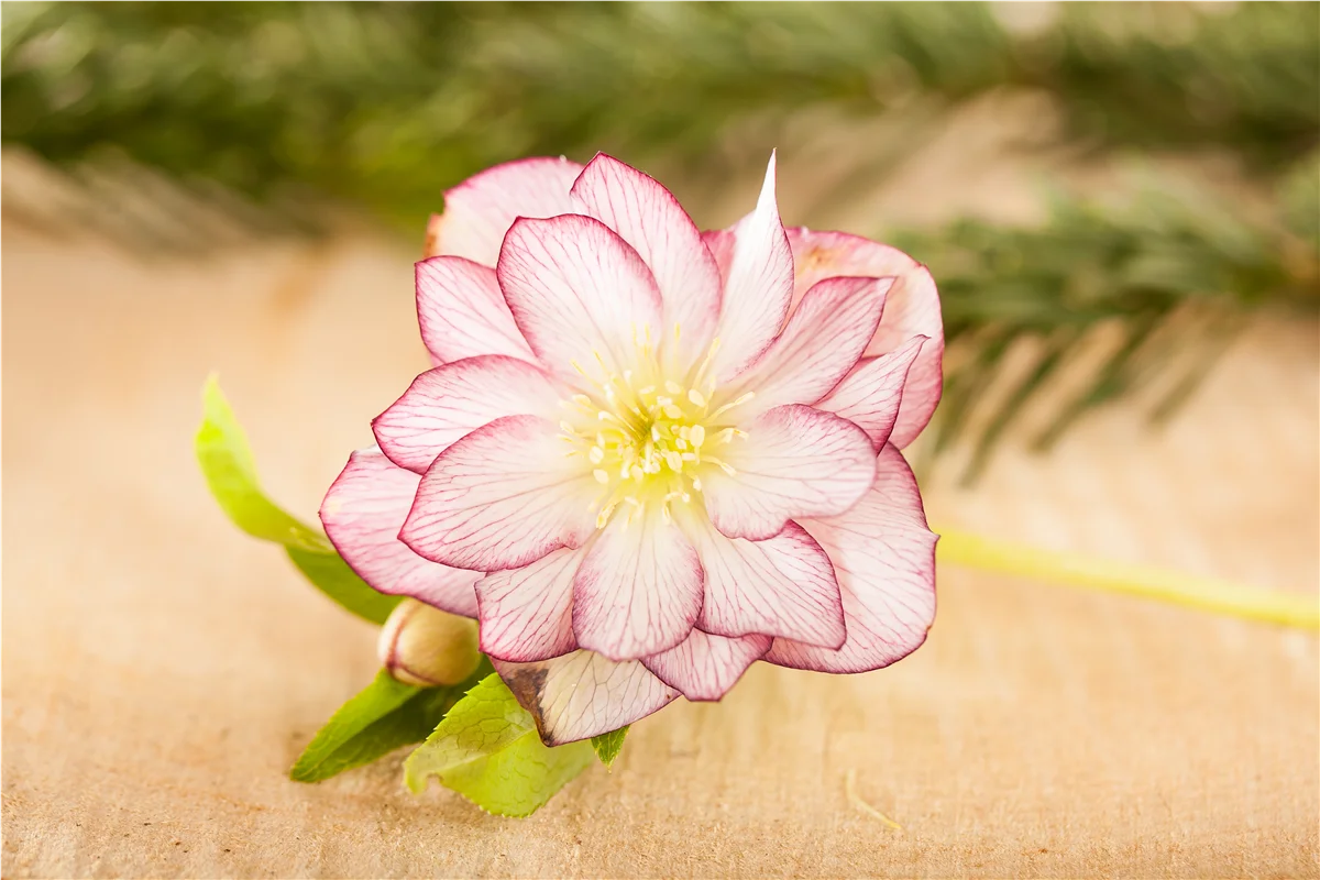 Herzensgrüße mit Helleborus - Garten Grewe