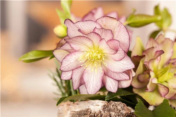 Helleborus
