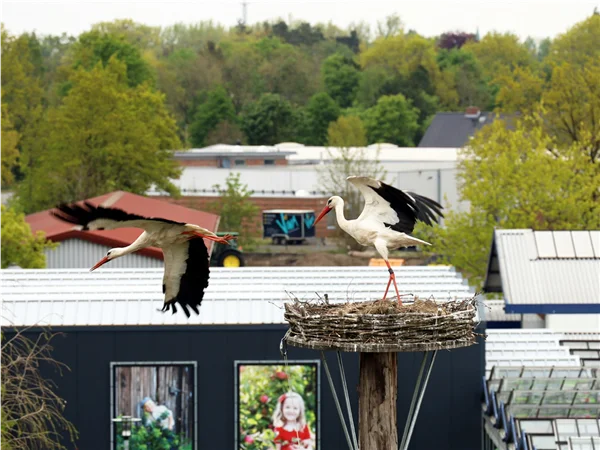 gartengrewe-storch-04.jpg