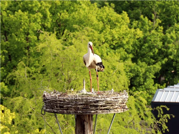 gartengrewe-storch-05.jpg