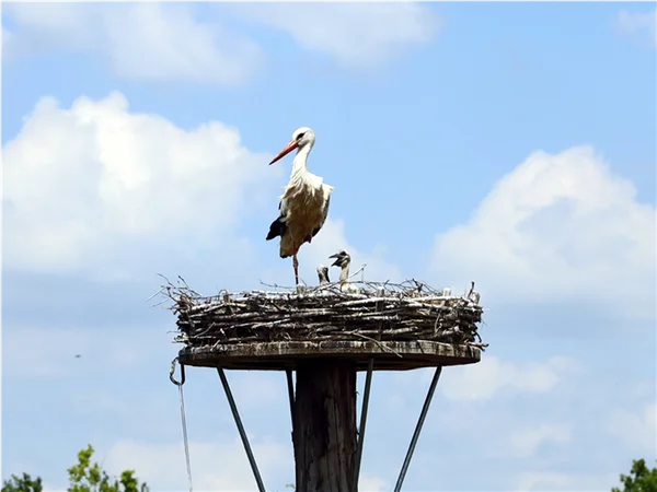 gartengrewe-storch-06.jpg