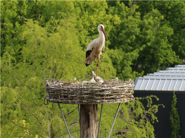 gartengrewe-storch-07.jpg