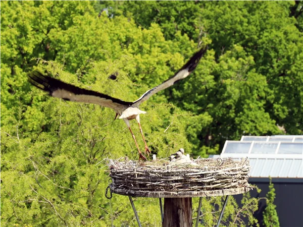 gartengrewe-storch-08.jpg