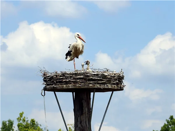 gartengrewe-storch-09.jpg
