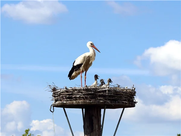 gartengrewe-storch-10.jpg