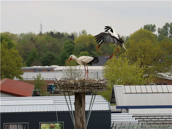 gartengrewe-storch-01.jpg