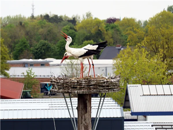 gartengrewe-storch-02.jpg