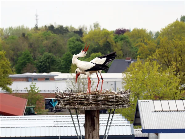 gartengrewe-storch-03.jpg