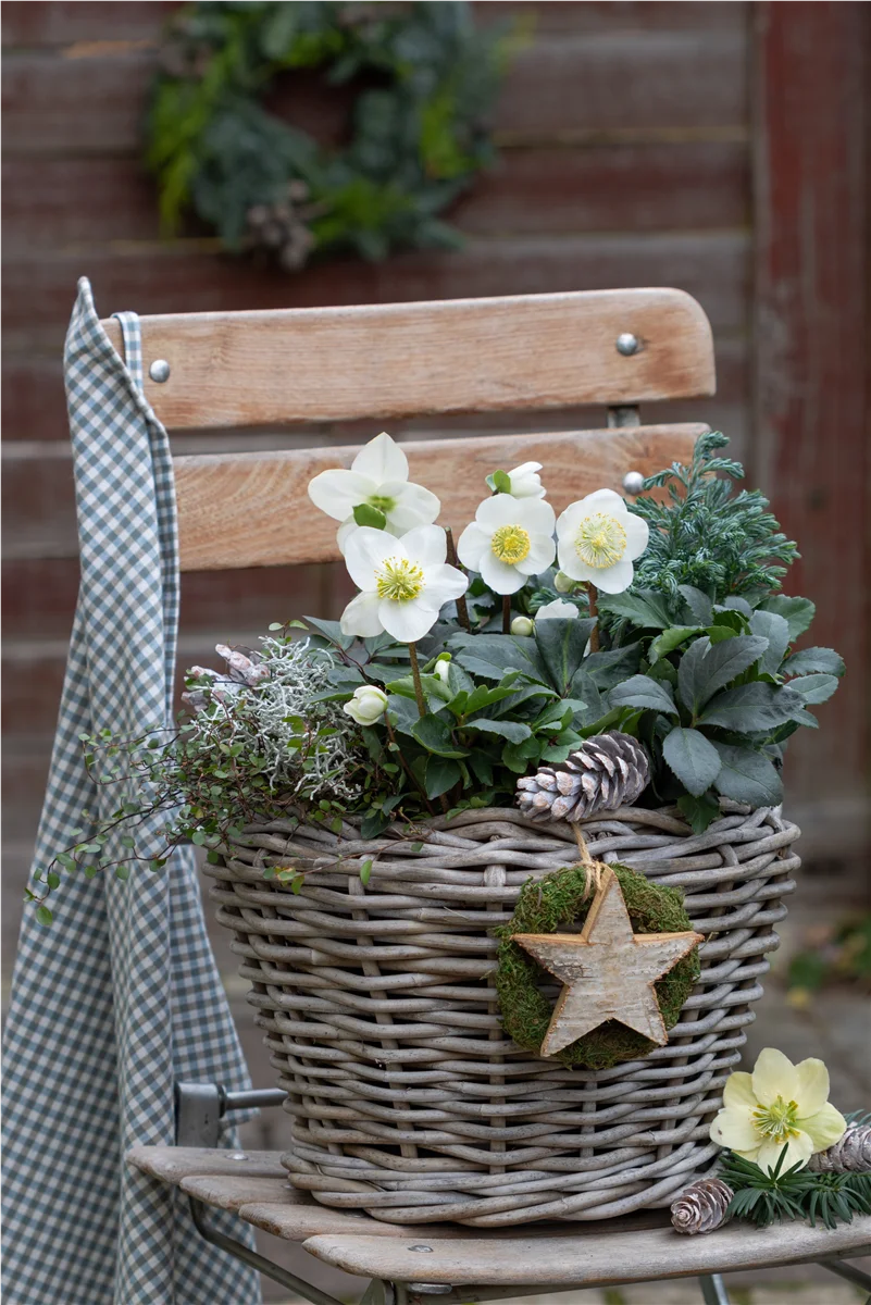 Gartentipps im Januar - Garten Grewe