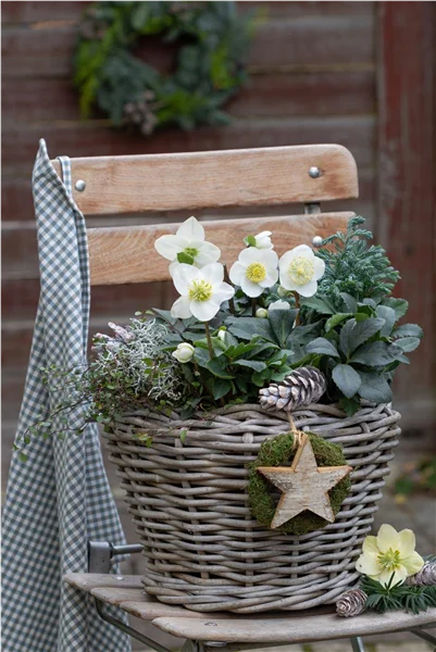 Gartentipps im Januar