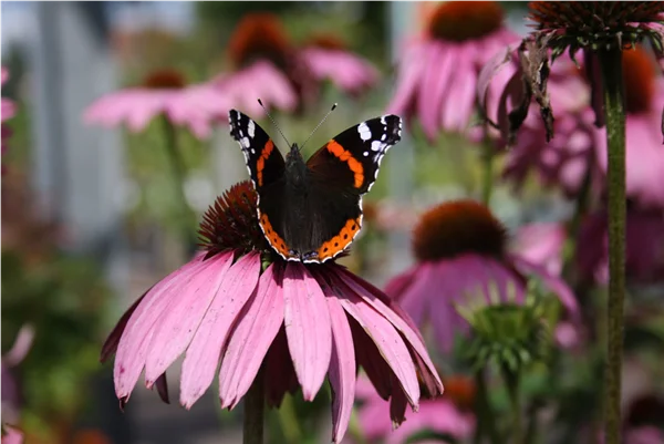 IMG_4367.jpg