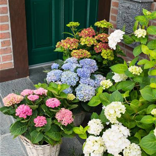 Gartentipps im August