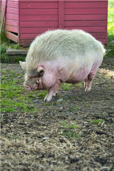 DSC00281.jpeg