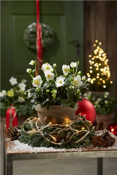 Gartentipps im Dezember
