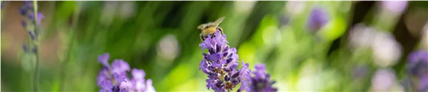 Gartenkalender Juli 2026