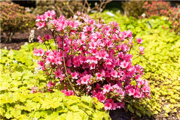 Rhododendron obtusum 'Madame Albert van Hecke'