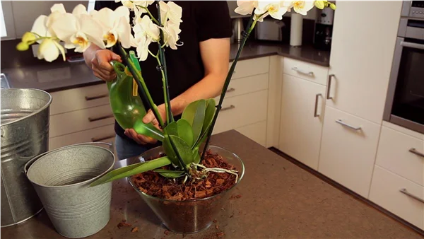 Orchidee - Einpflanzen in ein Gefäß